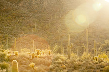 sunlight on cactus in a desert 