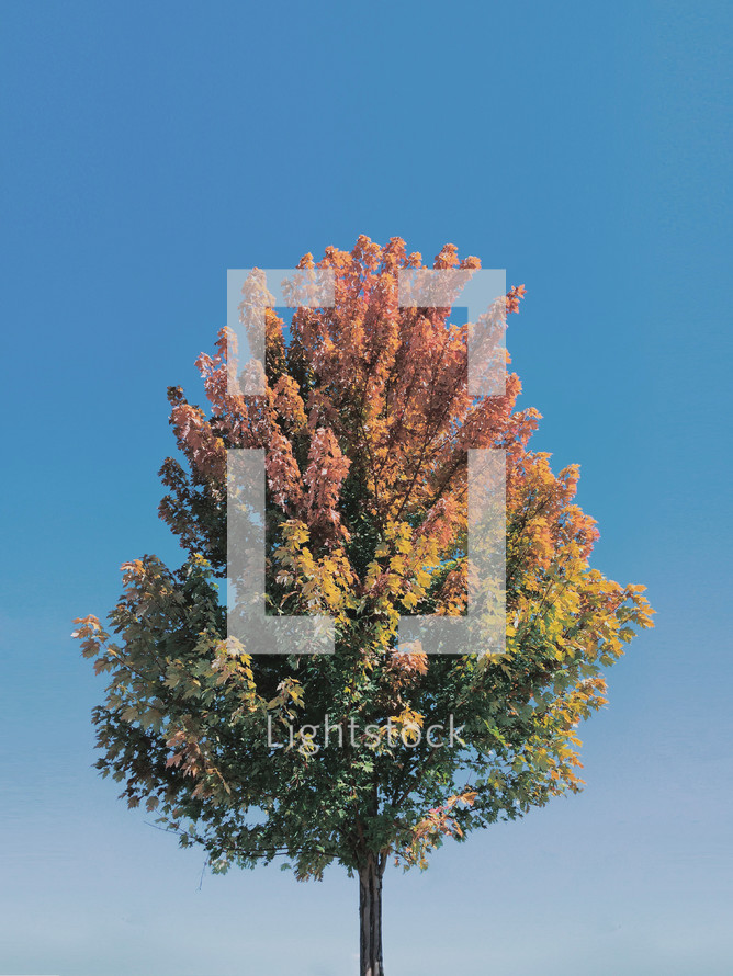 fall tree under a blue sky 