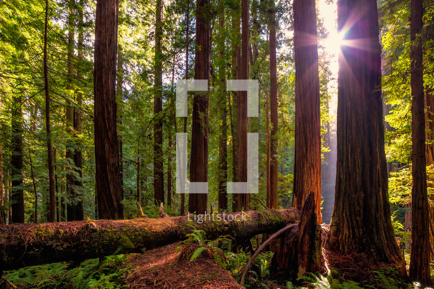 redwood forest 