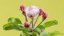 Time lapse of apple tree flowers blooming in spring.
