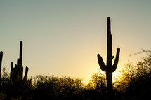 cactus at sunset 
