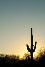 cactus at sunset 