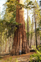 woman standing near a giant redwood tree 