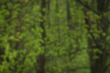 Blurred Green Trees