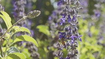 Super slow motion of a honey bee drinking nectar from a purple flower