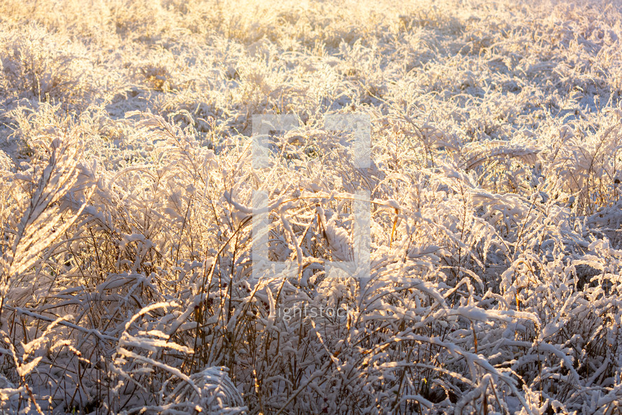 icy winter field 