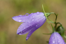 water droplets on violet flowers 