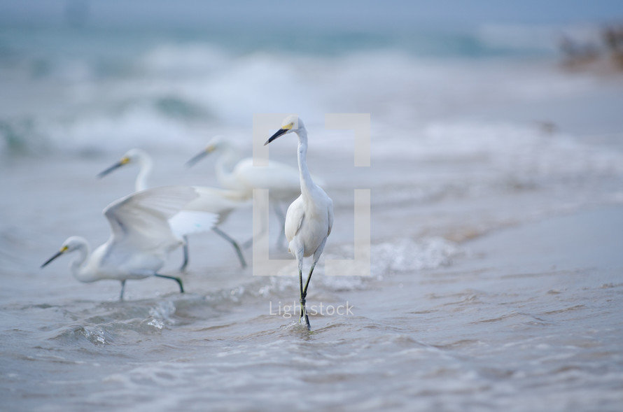 white shore birds 