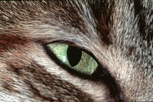 cat's eye 