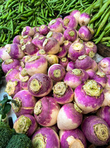 Close up of organic white and purple Kohlrabi.