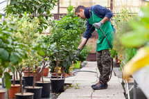 Man with garden hose watering lemon tree at a plant nursery 