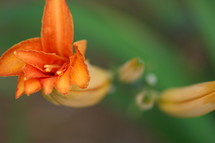 bud of an orange lily 