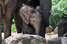 Baby elephant, standing in the rocks with the mother