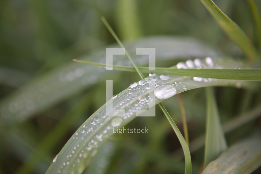 Morning dew on blades of grass.