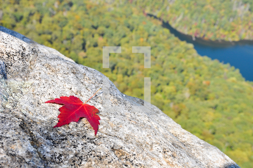 Red leaf on mountaintop