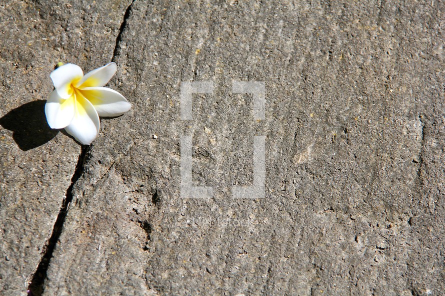 orchid flower on stone 
