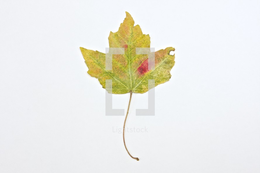 mixed colors on a fall maple leaf