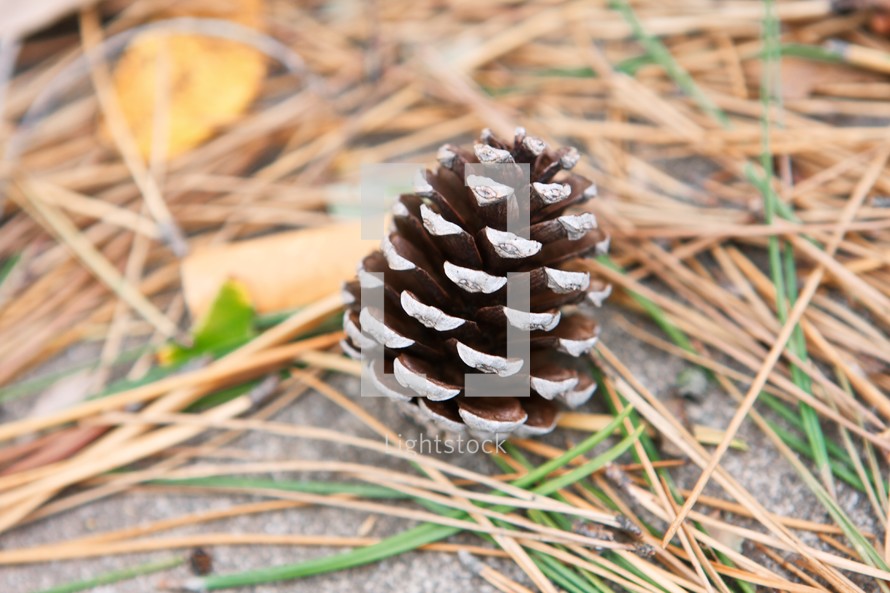pine cone sitting on pine straw