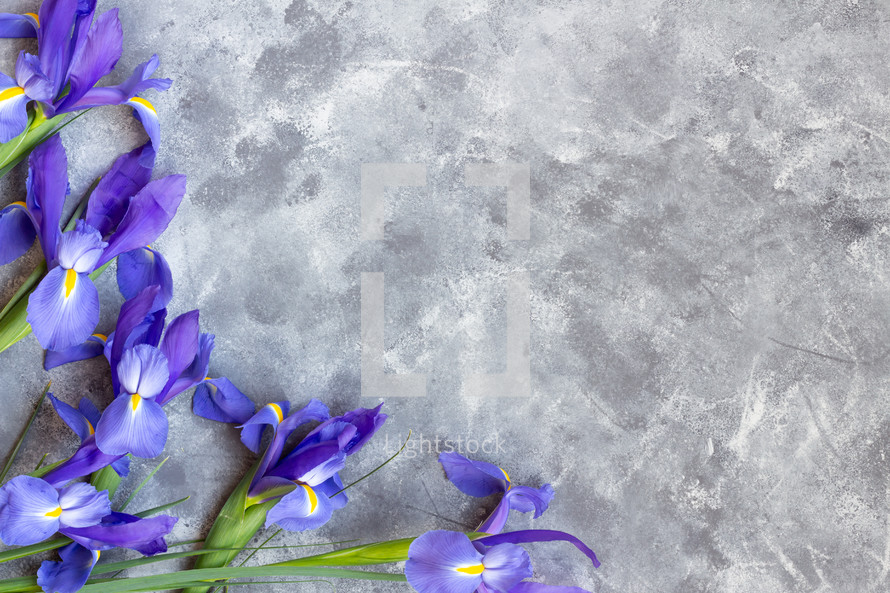 purple irises on a slate gray background 
