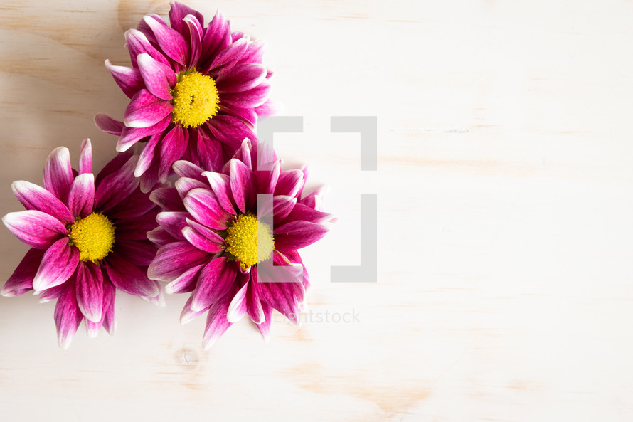 Three pink daisy flowers close up on a white background