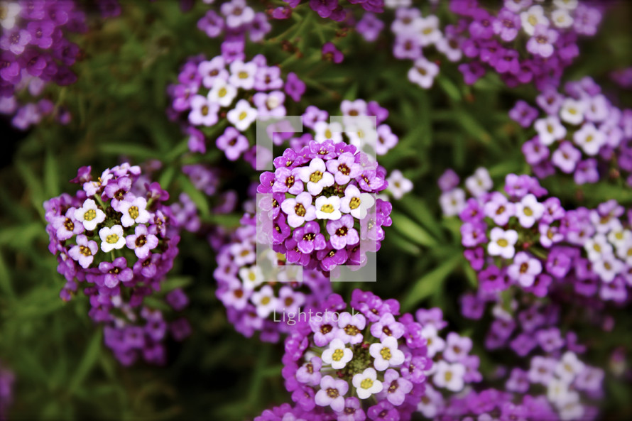 Flowers with white and purple petals