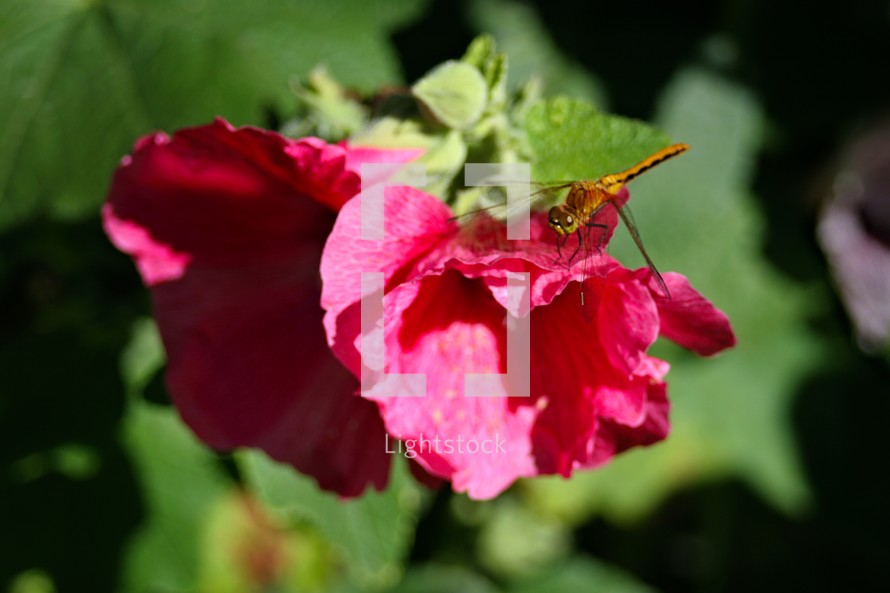 Dragonfly on red hollyhock flower