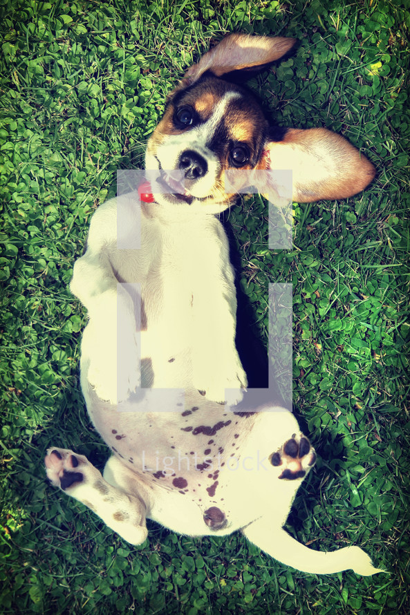 Beagle puppy in the grass with vintage filter
