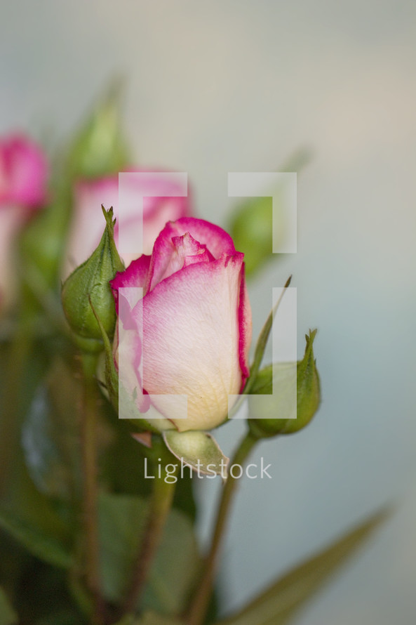 closeup of pink roses
