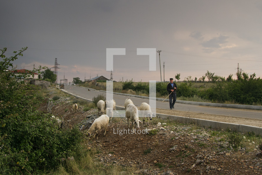 Man herding sheep across a street near a village.