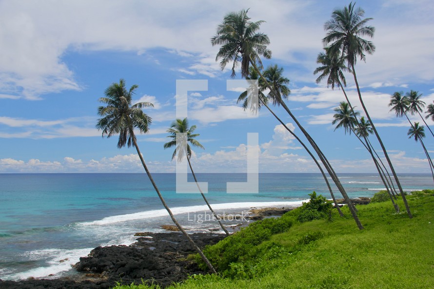 palm trees along a shore 