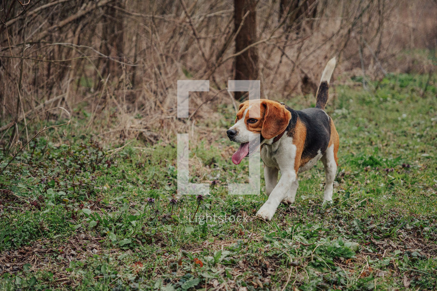 Cute Beagle Running, Hunting on Country Nature, Outside City, Fresh Spring Grass. Beautiful Dog On Walk. High quality photo