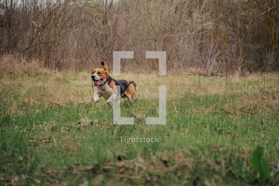 Cute Beagle Running, Hunting on Country Nature, Outside City, Fresh Spring Grass. Beautiful Dog On Walk. High quality photo