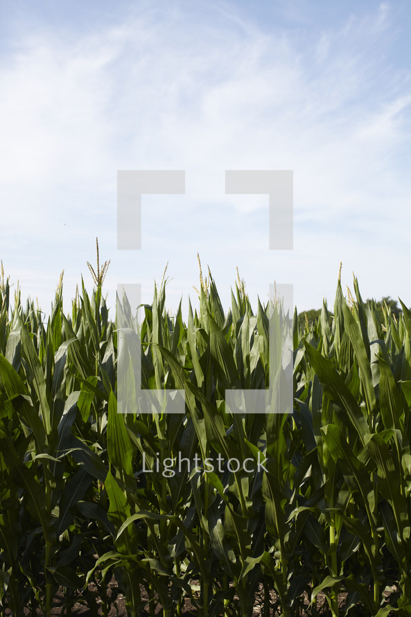 Wispy clouds over a corn field