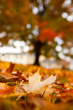 fall leaf on the ground