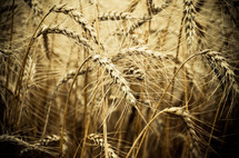 Dry wheat plant
