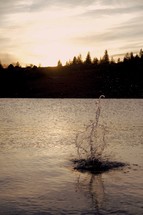 splash in a lake 