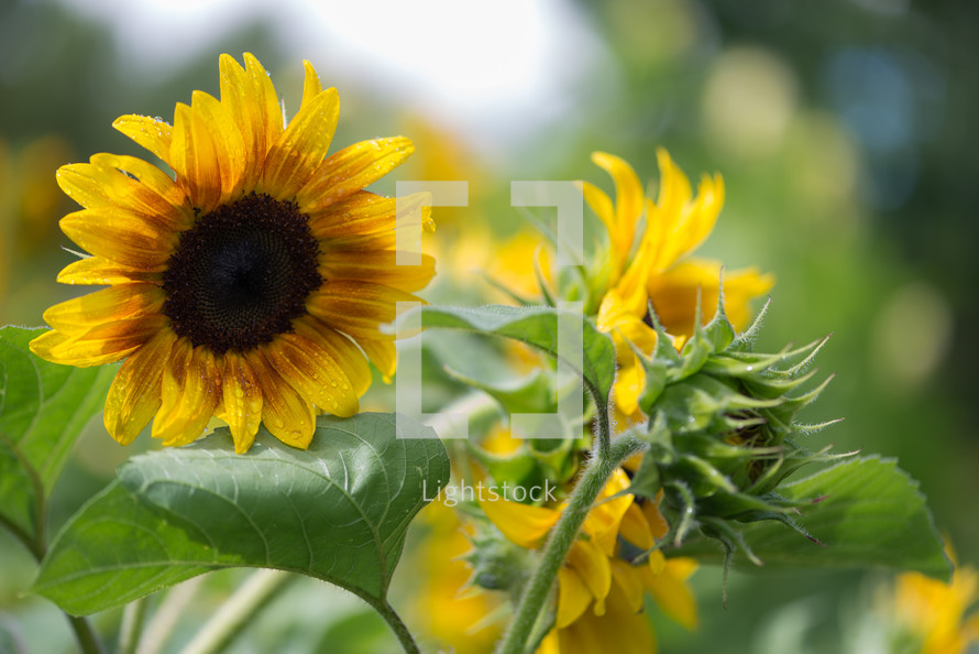 sunflowers in a field 