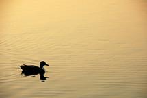 duck on water 