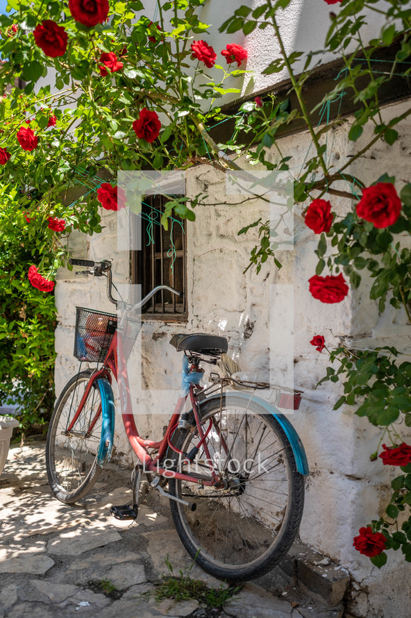 red roses and old bike 