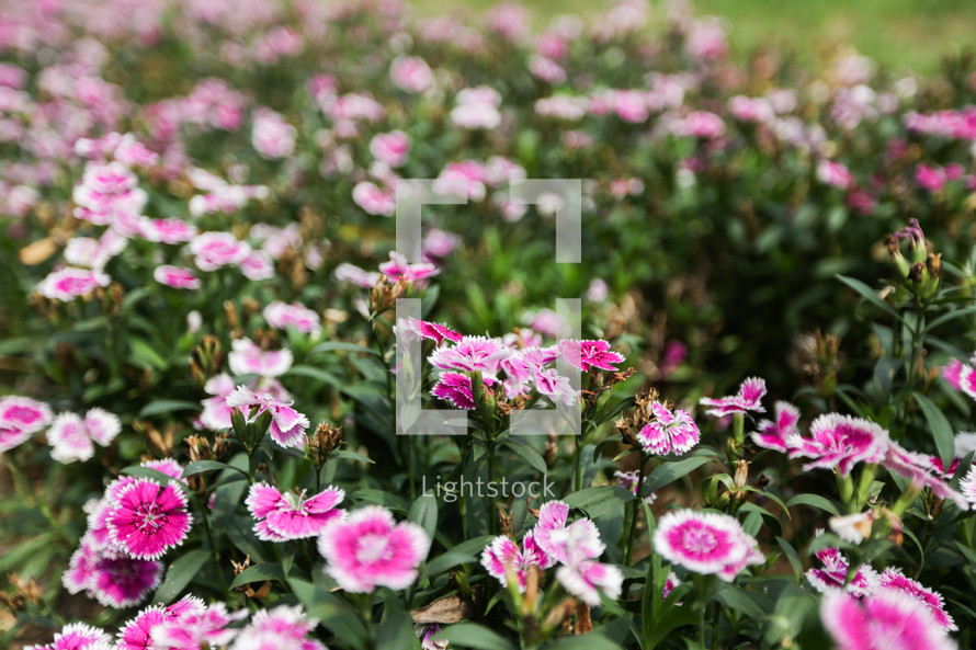 pink flowers in a garden 