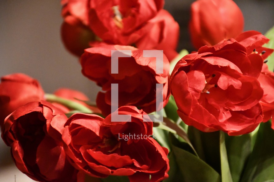 red blooming tulips in a vase 