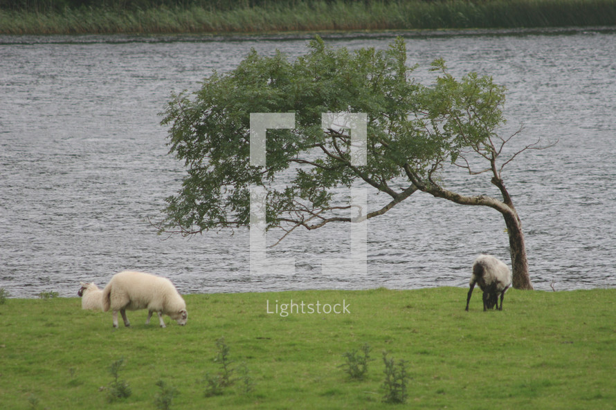 grazing sheep by a river 