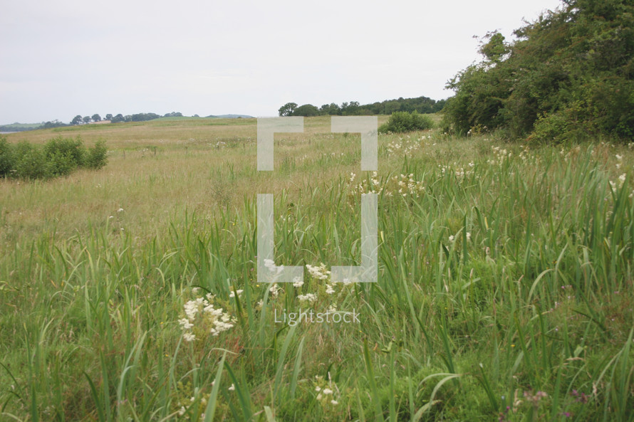tall grasses in a  meadow 