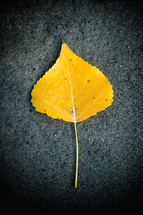 yellow leaf on black asphalt 