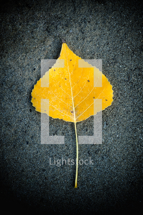 yellow leaf on black asphalt 