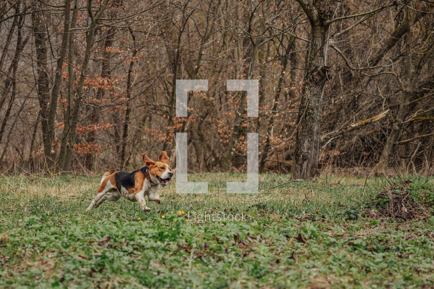 Cute Beagle Running, Hunting on Country Nature, Outside City, Fresh Spring Grass. Beautiful Dog On Walk. High quality photo