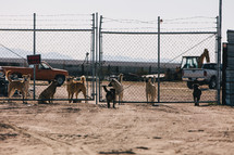 junk yard dogs behind a fence 