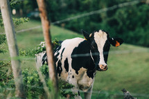 cow near a fence in a pasture 