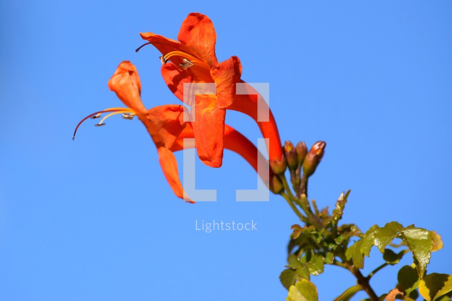 red tropical flower against a blue sky 
