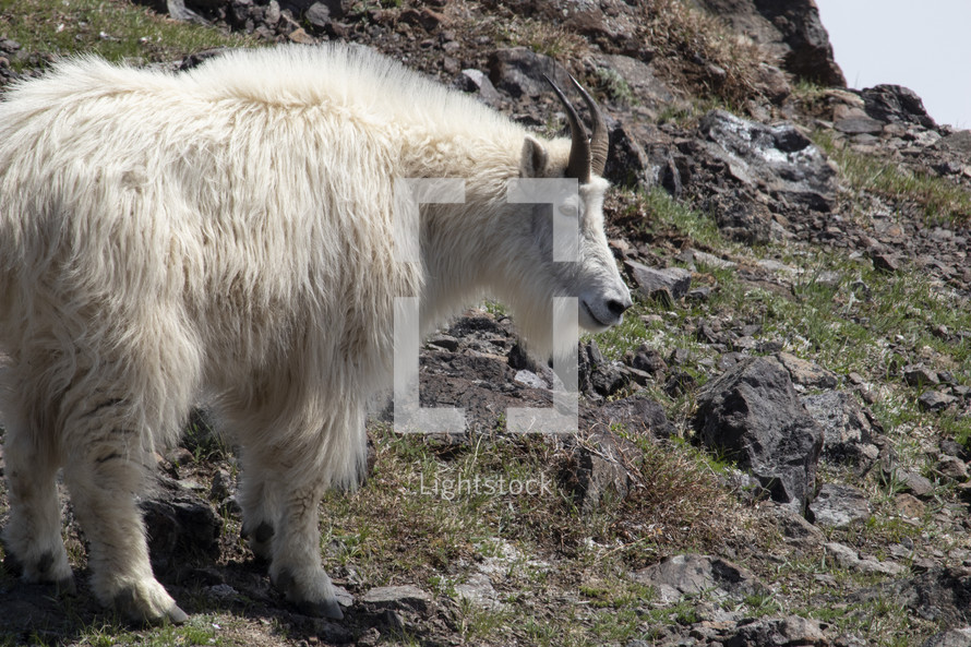 goat on a mountain 